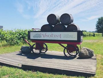 Vinoscenti Vineyard